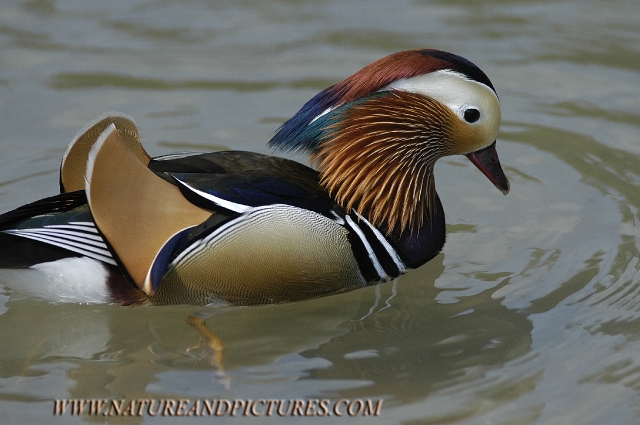 mandarin duck, mandarin ducks-3.jpg - MANDARIN DUCK - SWANBOURNE LAKE - WEST SUSSEX - 4.5.07